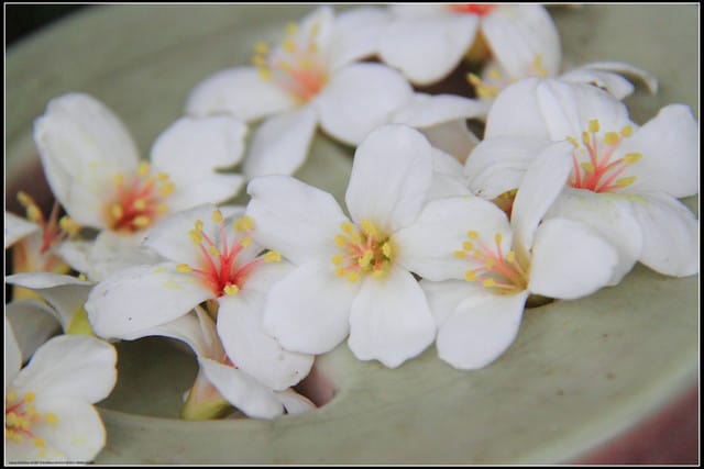 《2011桐花祭—土城》桐花公園＆承天禪寺桐花盛開囉～