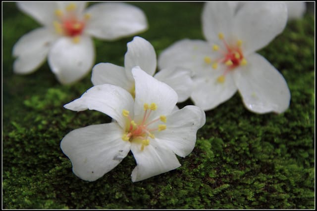 《2011桐花祭—土城》桐花公園＆承天禪寺桐花盛開囉～