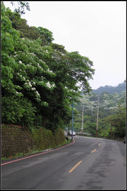 《2011桐花祭—土城》桐花公園＆承天禪寺桐花盛開囉～