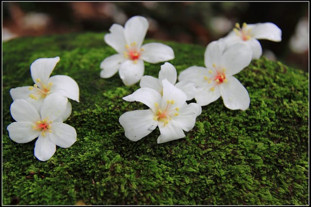 《2011桐花祭—土城》桐花公園＆承天禪寺桐花盛開囉～