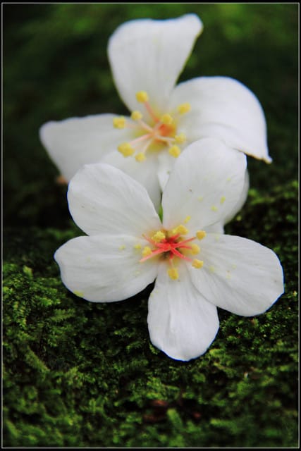 《2011桐花祭—土城》桐花公園＆承天禪寺桐花盛開囉～