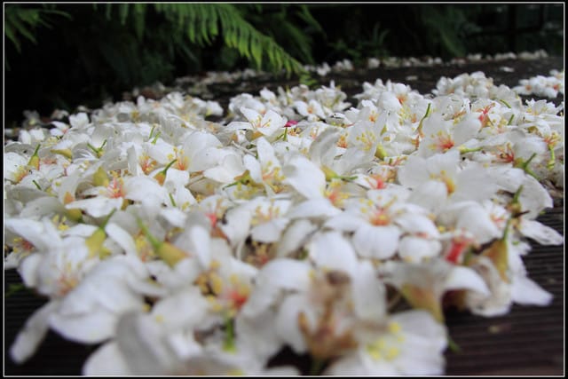 《2011桐花祭—土城》桐花公園＆承天禪寺桐花盛開囉～