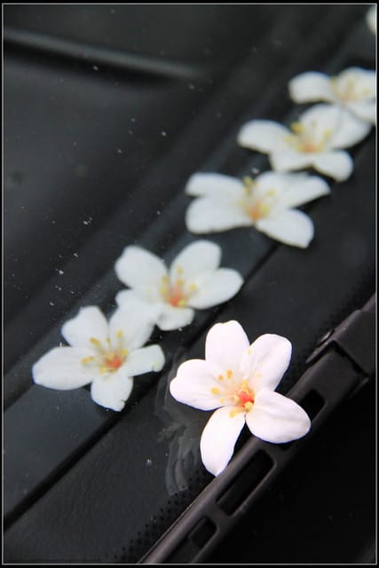 《2011桐花祭—土城》桐花公園＆承天禪寺桐花盛開囉～