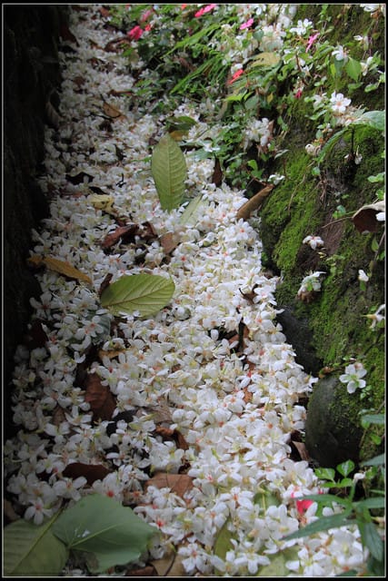 《2011桐花祭—土城》桐花公園＆承天禪寺桐花盛開囉～