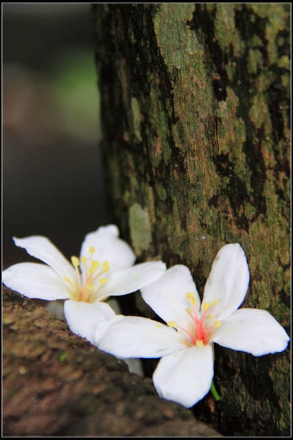 《2011桐花祭—土城》桐花公園＆承天禪寺桐花盛開囉～