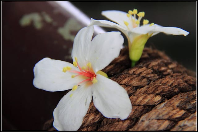 《2011桐花祭—土城》桐花公園＆承天禪寺桐花盛開囉～