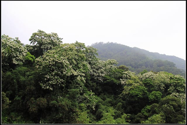 《2011桐花祭—土城》桐花公園＆承天禪寺桐花盛開囉～