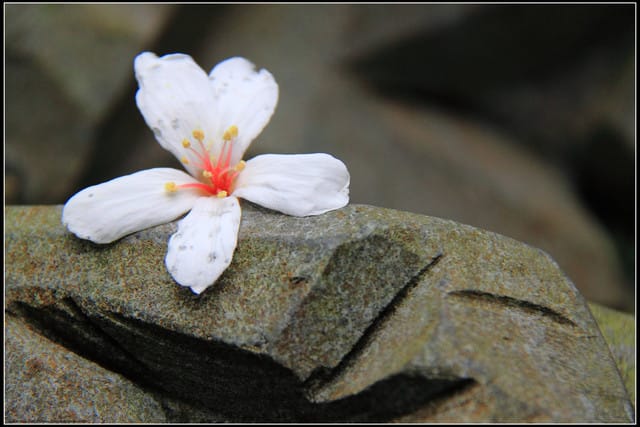 《2011桐花祭—土城》桐花公園＆承天禪寺桐花盛開囉～