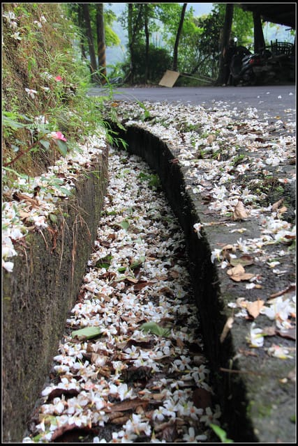 《2011桐花祭—土城》桐花公園＆承天禪寺桐花盛開囉～
