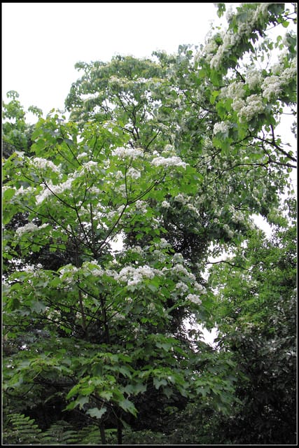 《2011桐花祭—土城》桐花公園＆承天禪寺桐花盛開囉～