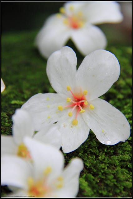 《2011桐花祭—土城》桐花公園＆承天禪寺桐花盛開囉～