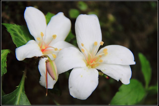 《2011桐花祭—土城》桐花公園＆承天禪寺桐花盛開囉～