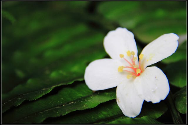 《2011桐花祭—土城》桐花公園＆承天禪寺桐花盛開囉～