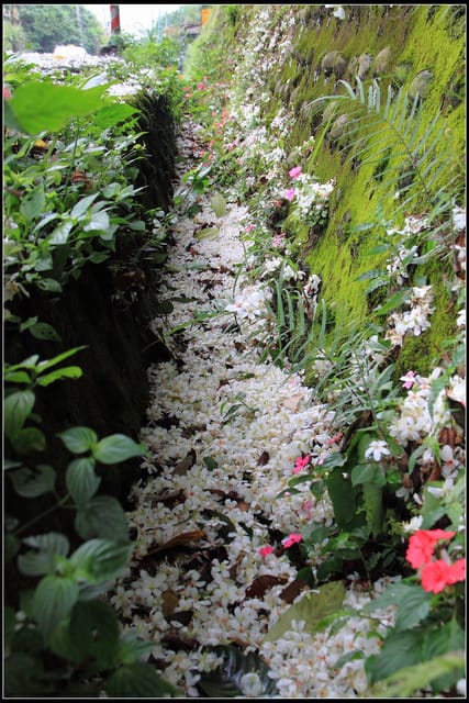 《2011桐花祭—土城》桐花公園＆承天禪寺桐花盛開囉～