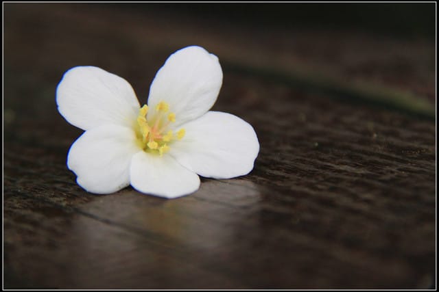 《2011桐花祭—土城》桐花公園＆承天禪寺桐花盛開囉～