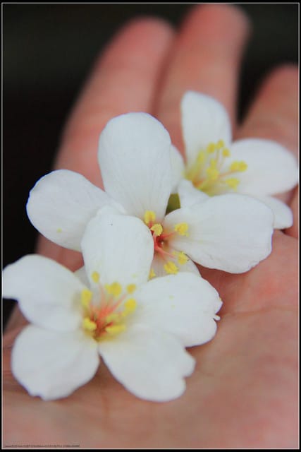 《2011桐花祭—土城》桐花公園＆承天禪寺桐花盛開囉～