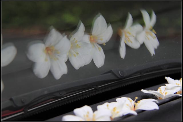 《2011桐花祭—土城》桐花公園＆承天禪寺桐花盛開囉～