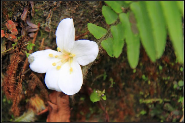 《2011桐花祭—土城》桐花公園＆承天禪寺桐花盛開囉～
