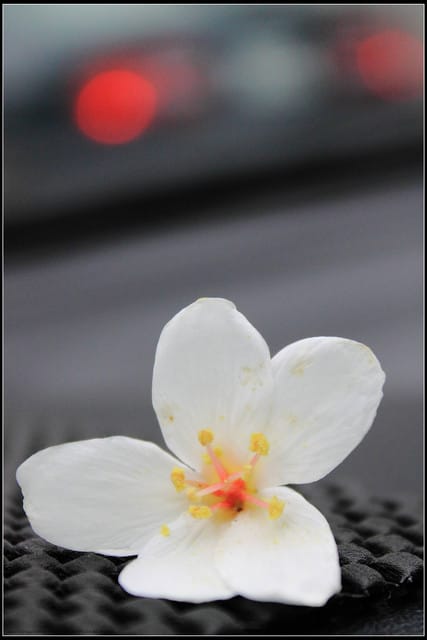 《2011桐花祭—土城》桐花公園＆承天禪寺桐花盛開囉～