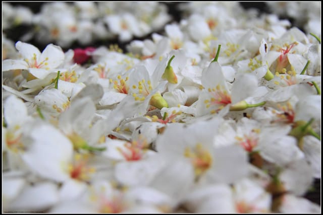 《2011桐花祭—土城》桐花公園＆承天禪寺桐花盛開囉～