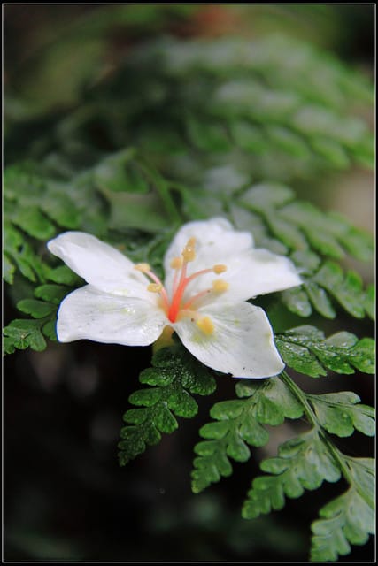 《2011桐花祭—土城》桐花公園＆承天禪寺桐花盛開囉～