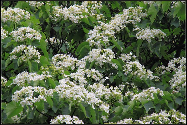 《2011桐花祭—土城》桐花公園＆承天禪寺桐花盛開囉～