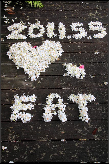 《2011桐花祭—土城》桐花公園＆承天禪寺桐花盛開囉～