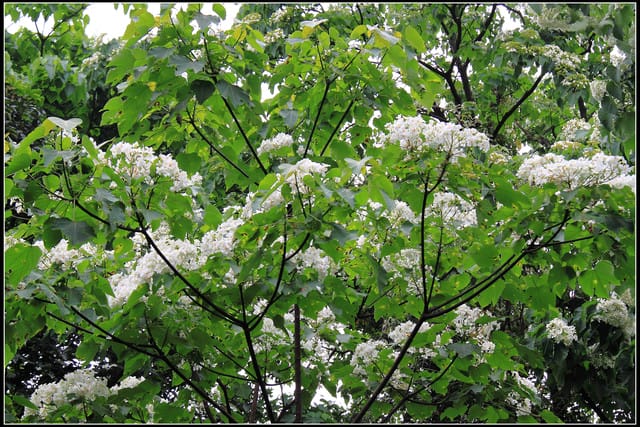 《2011桐花祭—土城》桐花公園＆承天禪寺桐花盛開囉～