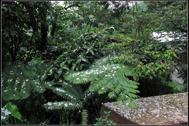 《2011桐花祭—土城》桐花公園＆承天禪寺桐花盛開囉～