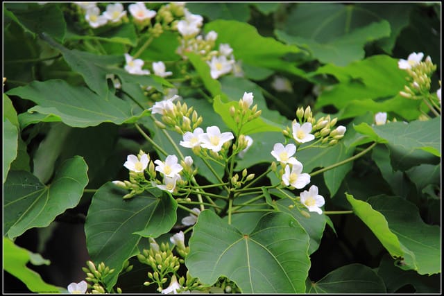 《2011桐花祭—土城》桐花公園＆承天禪寺桐花盛開囉～