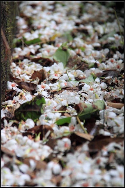 《2011桐花祭—土城》桐花公園＆承天禪寺桐花盛開囉～