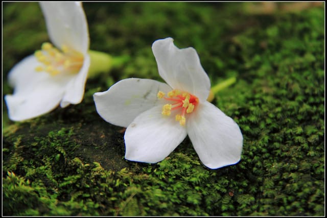《2011桐花祭—土城》桐花公園＆承天禪寺桐花盛開囉～