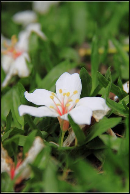《2011桐花祭—苗栗》南庄老街＆三義勝興車站，暴力桐花地毯！！