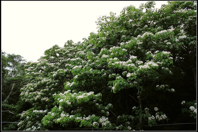 《2011桐花祭—苗栗》南庄老街＆三義勝興車站，暴力桐花地毯！！