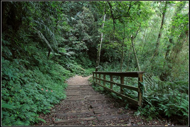 《2011桐花祭—苗栗》南庄老街＆三義勝興車站，暴力桐花地毯！！