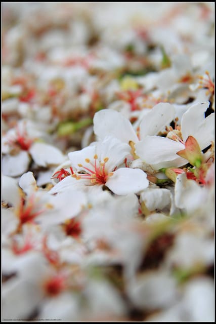 《2011桐花祭—苗栗》南庄老街＆三義勝興車站，暴力桐花地毯！！