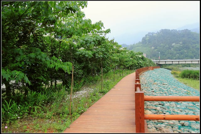《2011桐花祭—苗栗》南庄老街＆三義勝興車站，暴力桐花地毯！！