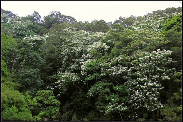 《2011桐花祭—苗栗》南庄老街＆三義勝興車站，暴力桐花地毯！！