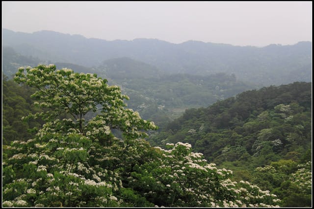 《2011桐花祭—苗栗》南庄老街＆三義勝興車站，暴力桐花地毯！！