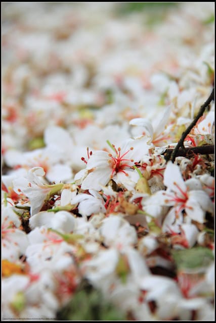 《2011桐花祭—苗栗》南庄老街＆三義勝興車站，暴力桐花地毯！！