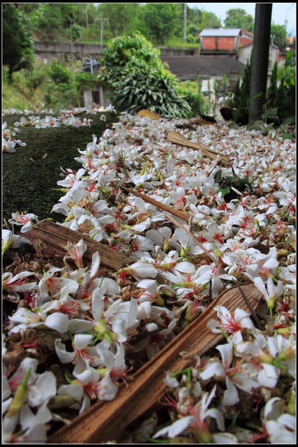《2011桐花祭—苗栗》南庄老街＆三義勝興車站，暴力桐花地毯！！