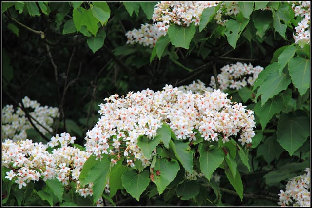 《2011桐花祭—苗栗》南庄老街＆三義勝興車站，暴力桐花地毯！！