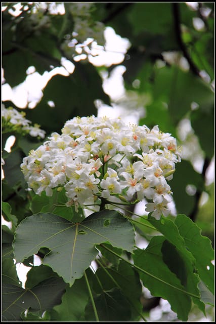 《2011桐花祭—苗栗》南庄老街＆三義勝興車站，暴力桐花地毯！！