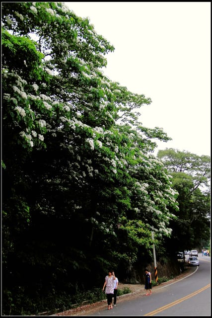 《2011桐花祭—苗栗》南庄老街＆三義勝興車站，暴力桐花地毯！！