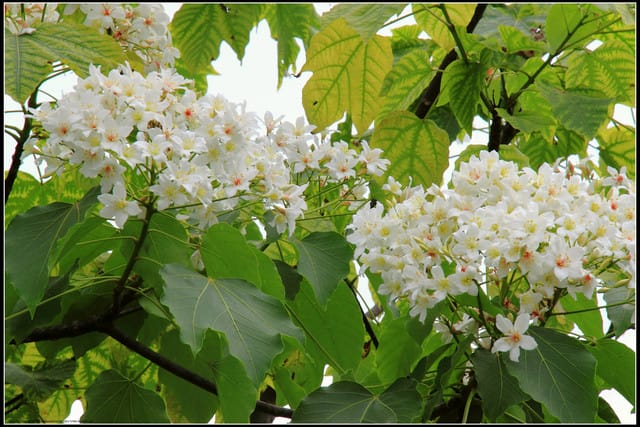 《2011桐花祭—苗栗》南庄老街＆三義勝興車站，暴力桐花地毯！！