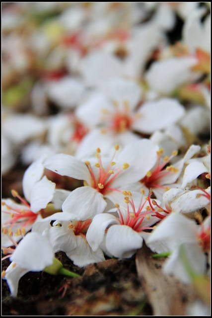 《2011桐花祭—苗栗》南庄老街＆三義勝興車站，暴力桐花地毯！！