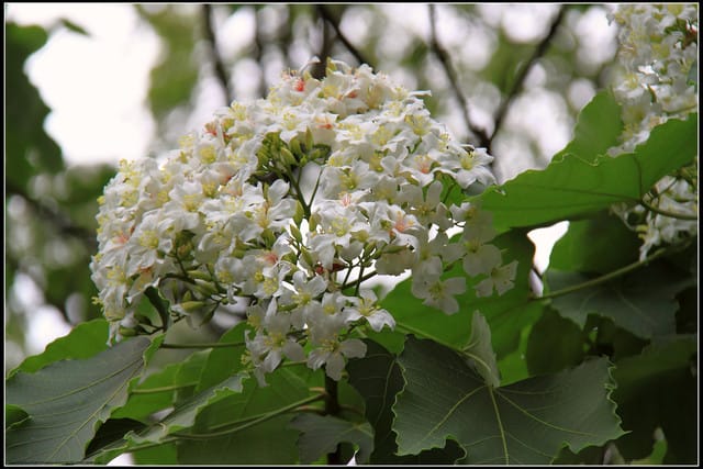 《2011桐花祭—苗栗》南庄老街＆三義勝興車站，暴力桐花地毯！！