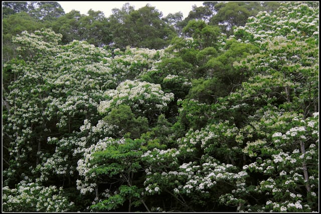 《2011桐花祭—苗栗》南庄老街＆三義勝興車站，暴力桐花地毯！！