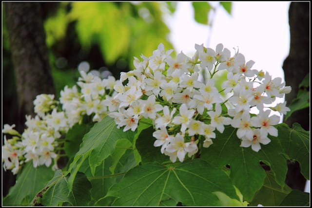 《2011桐花祭—苗栗》南庄老街＆三義勝興車站，暴力桐花地毯！！