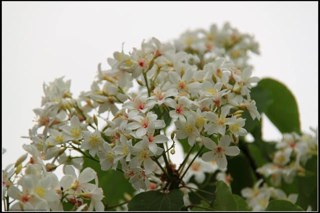 《2011桐花祭—苗栗》南庄老街＆三義勝興車站，暴力桐花地毯！！